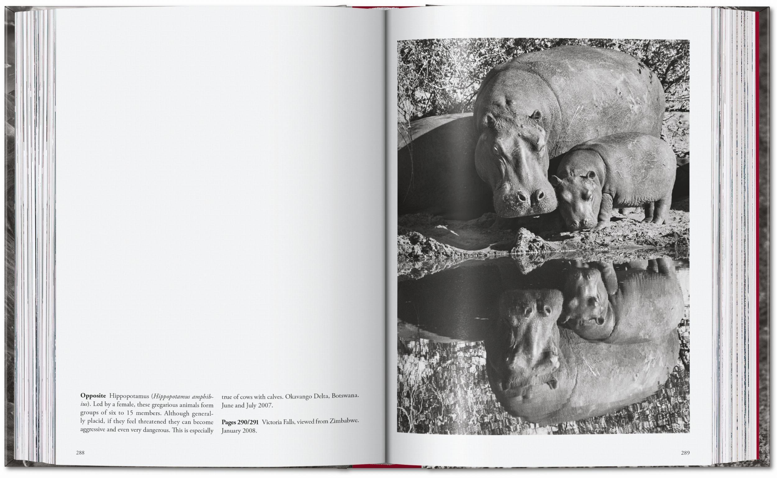 Beispielinhalt (Bild) Sebastião Salgado. Genesis. 45th Ed.