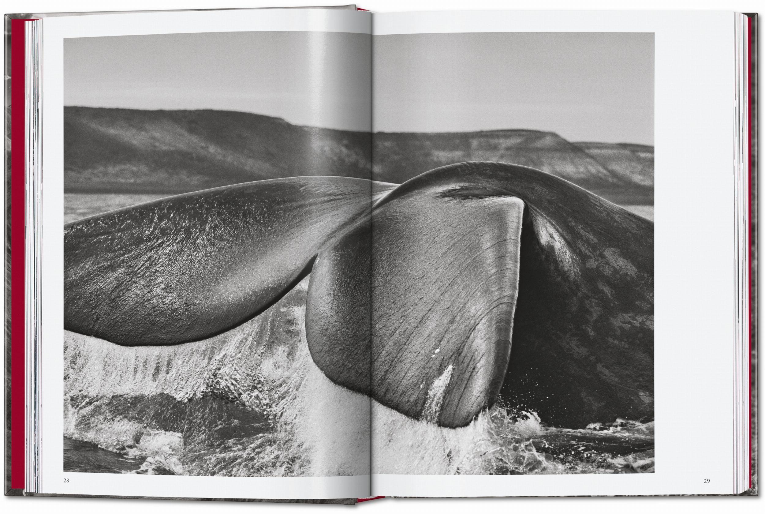 Beispielinhalt (Bild) Sebastião Salgado. Genesis. 45th Ed.