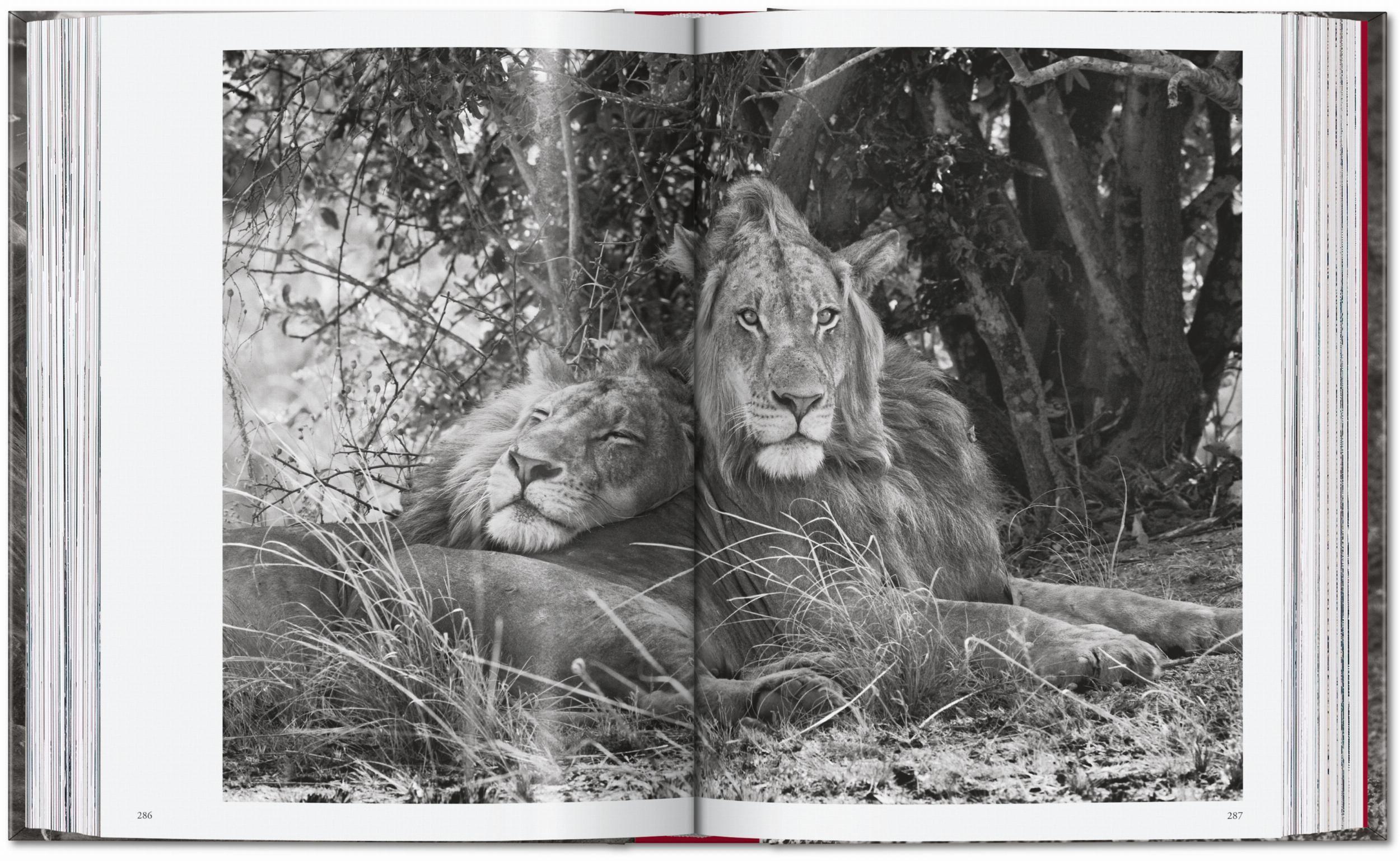 Beispielinhalt (Bild) Sebastião Salgado. Genesis. 45th Ed.