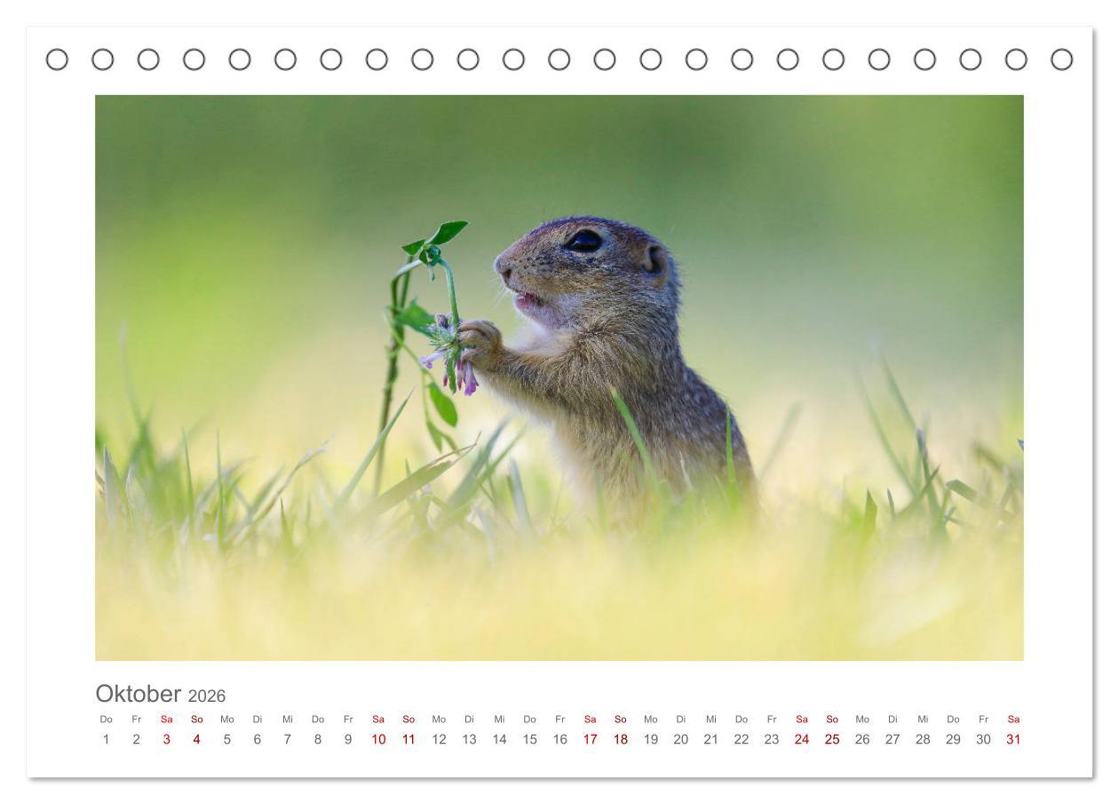 Beispielinhalt (Bild) Lustige Zieselbabys (Tischkalender 2026 DIN A5 quer), CALVENDO Monatskalender