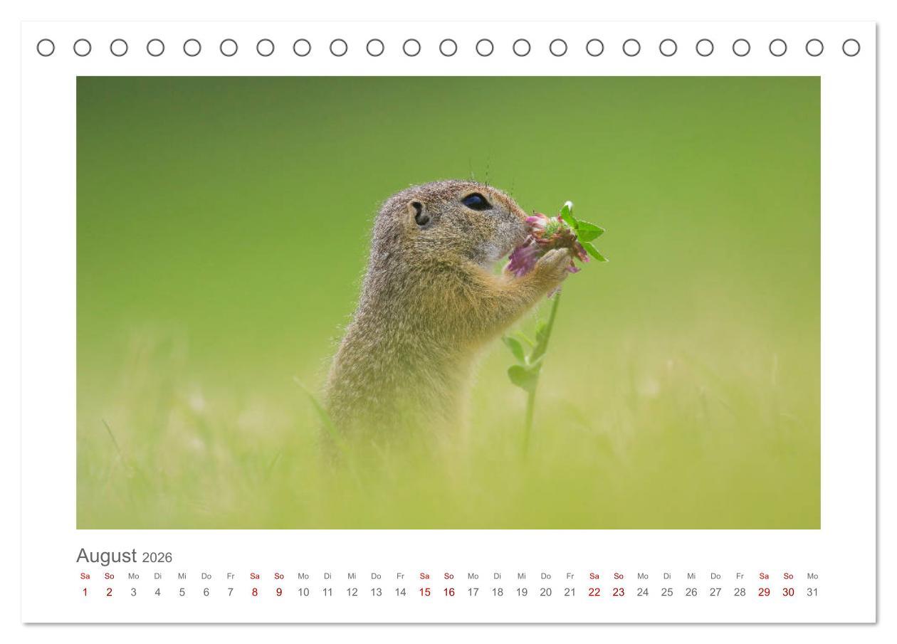 Beispielinhalt (Bild) Lustige Zieselbabys (Tischkalender 2026 DIN A5 quer), CALVENDO Monatskalender