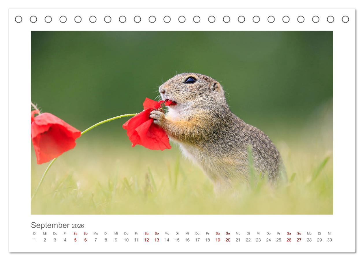 Beispielinhalt (Bild) Lustige Zieselbabys (Tischkalender 2026 DIN A5 quer), CALVENDO Monatskalender