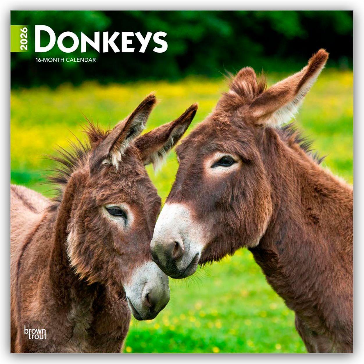 Vorderes Coverbild Donkeys - Esel 2026 - 16-Monatskalender