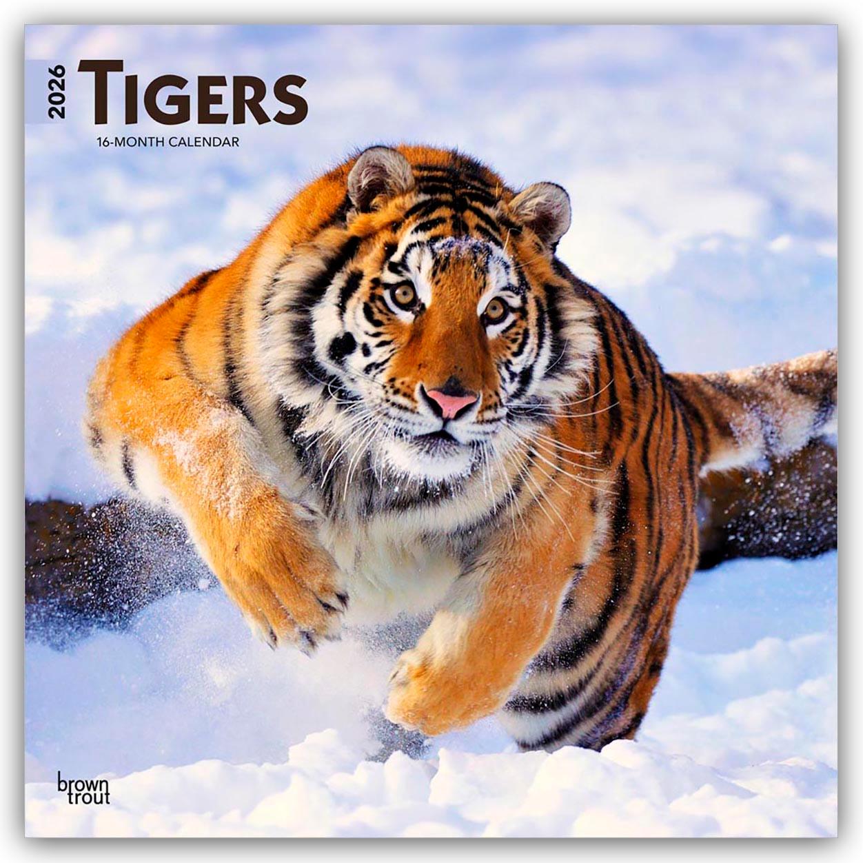 Vorderes Coverbild Tigers - Tiger 2026 - 16-Monatskalender