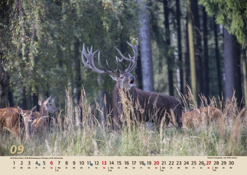 Beispielinhalt (Bild) Glanzlichter Erzgebirge 2026