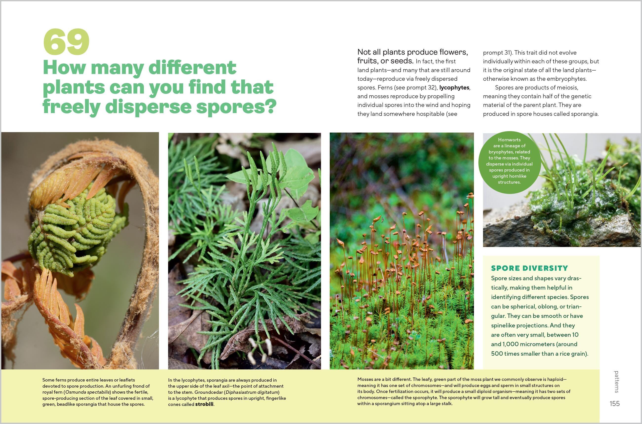 Beispielinhalt (Bild) Let's Botanize