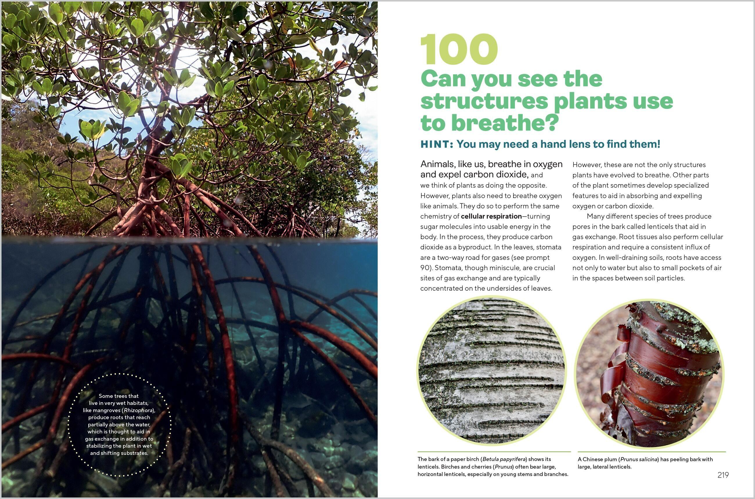 Beispielinhalt (Bild) Let's Botanize