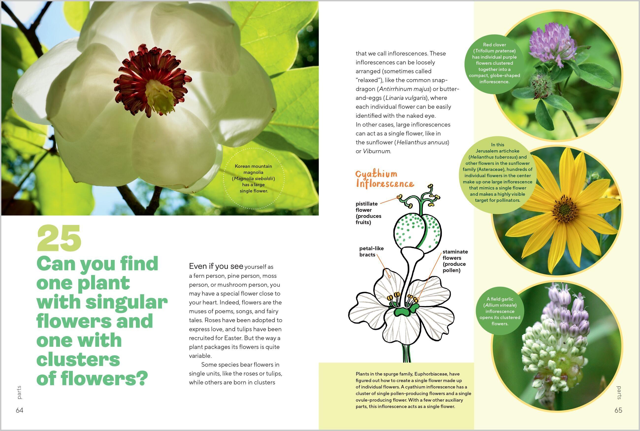 Beispielinhalt (Bild) Let's Botanize