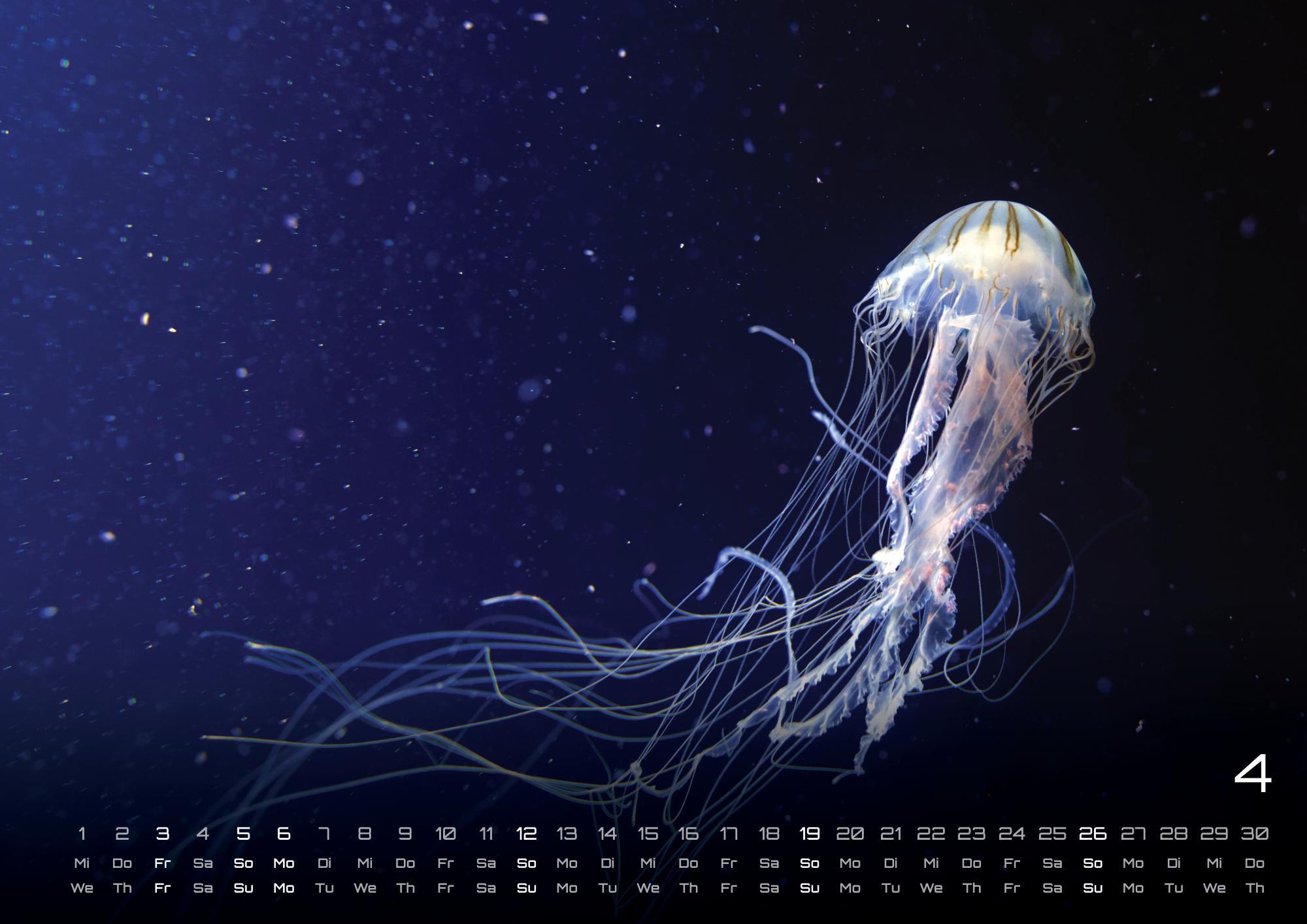 Beispielinhalt (Bild) Sealife - verborgene Tiefen - 2026 - Kalender DIN A2