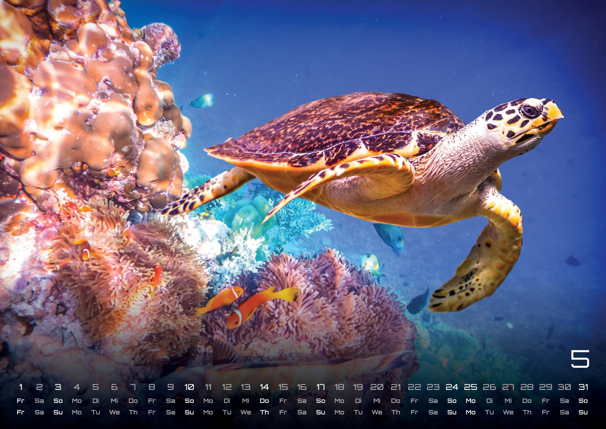 Beispielinhalt (Bild) Sealife - verborgene Tiefen - 2026 - Kalender DIN A2