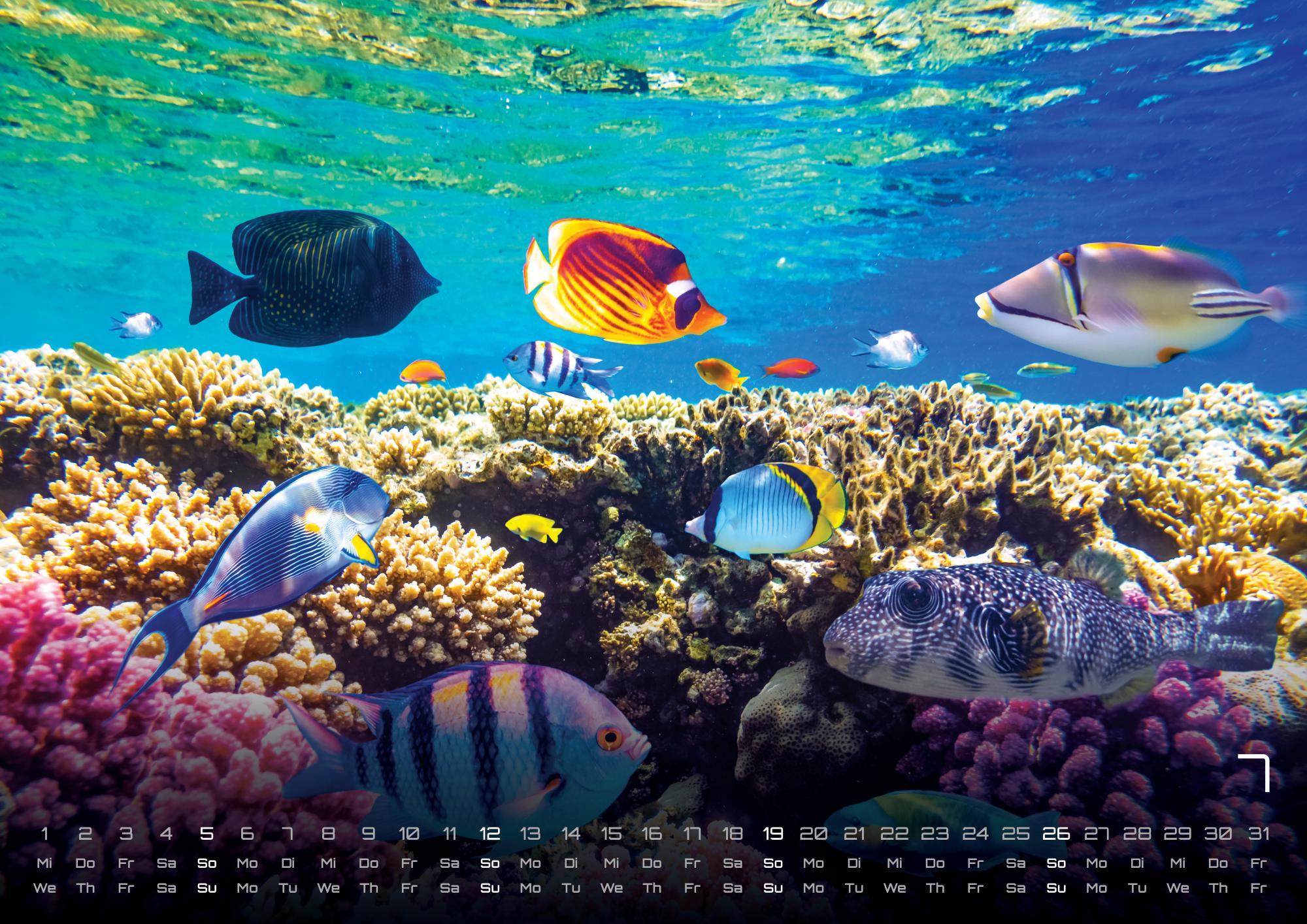 Beispielinhalt (Bild) Sealife - verborgene Tiefen - 2026 - Kalender DIN A2