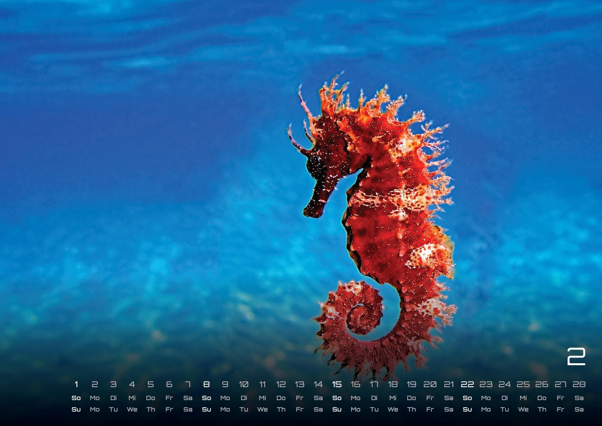 Beispielinhalt (Bild) Sealife - verborgene Tiefen - 2026 - Kalender DIN A2