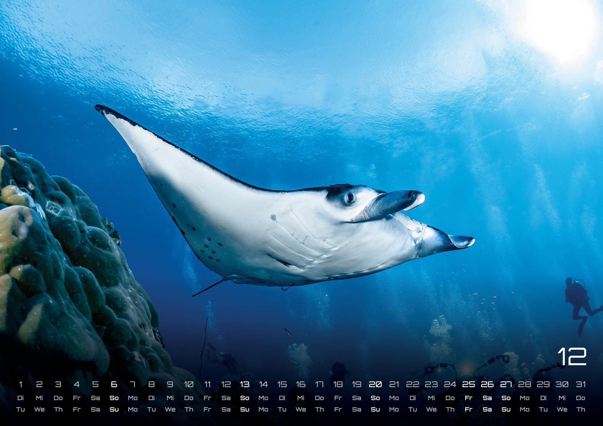 Beispielinhalt (Bild) Sealife - verborgene Tiefen - 2026 - Kalender DIN A2