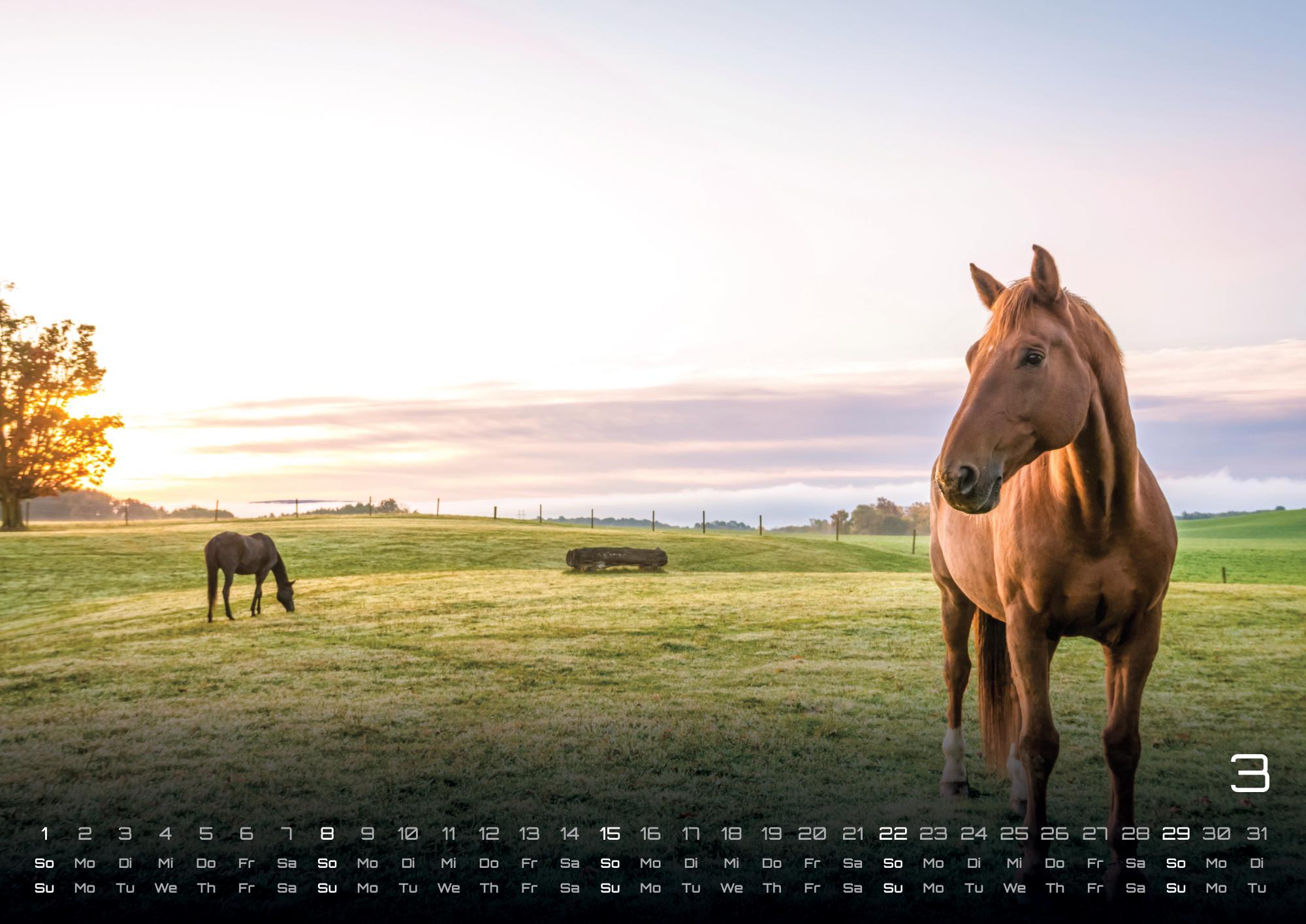 Beispielinhalt (Bild) Pferdegeflüster - Der Pferdekalender - 2026 - Kalender DIN A2