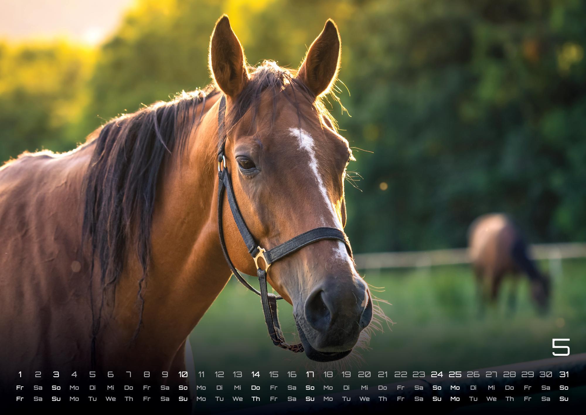 Beispielinhalt (Bild) Pferdegeflüster - Der Pferdekalender - 2026 - Kalender DIN A2