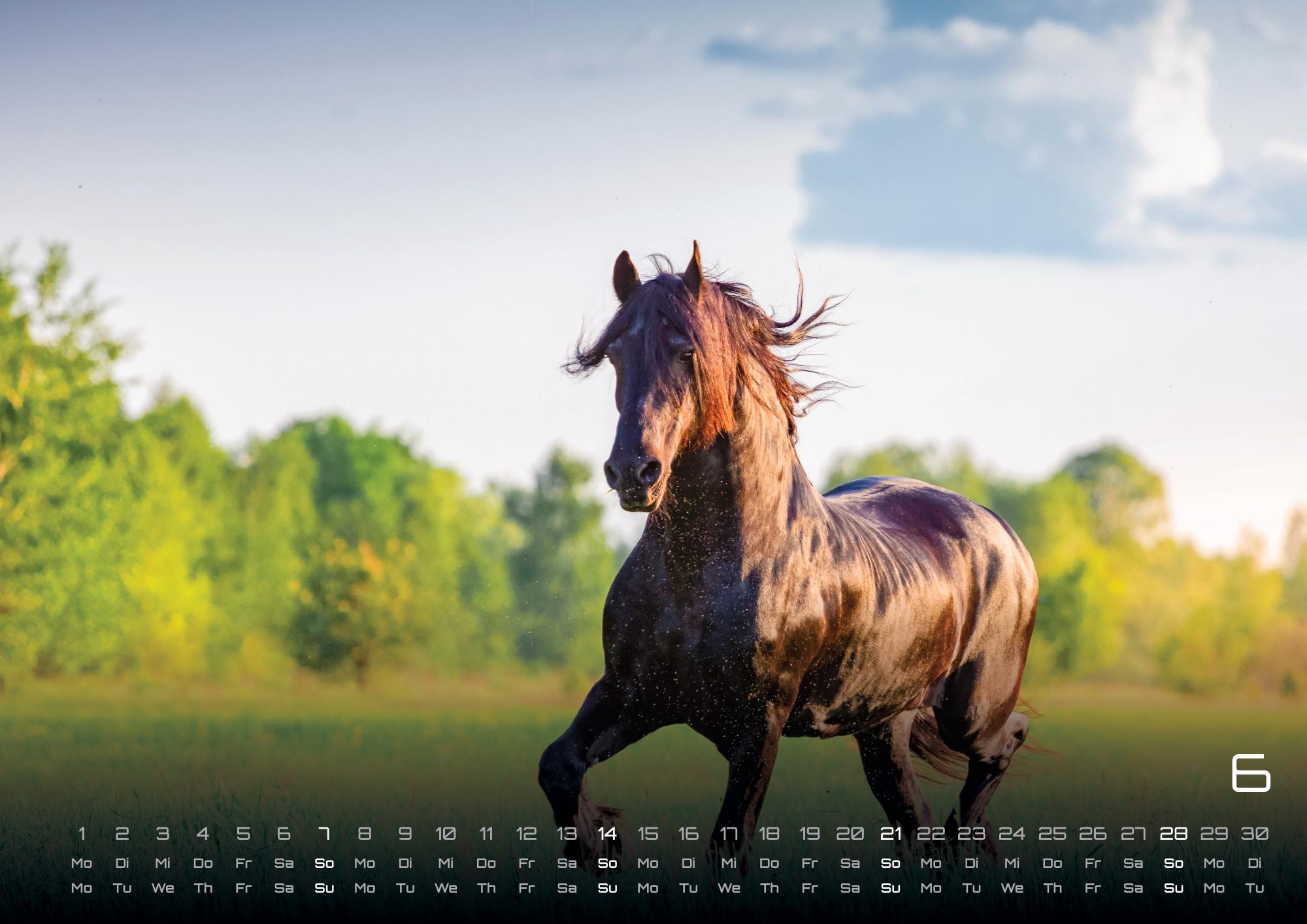 Beispielinhalt (Bild) Pferdegeflüster - Der Pferdekalender - 2026 - Kalender DIN A2