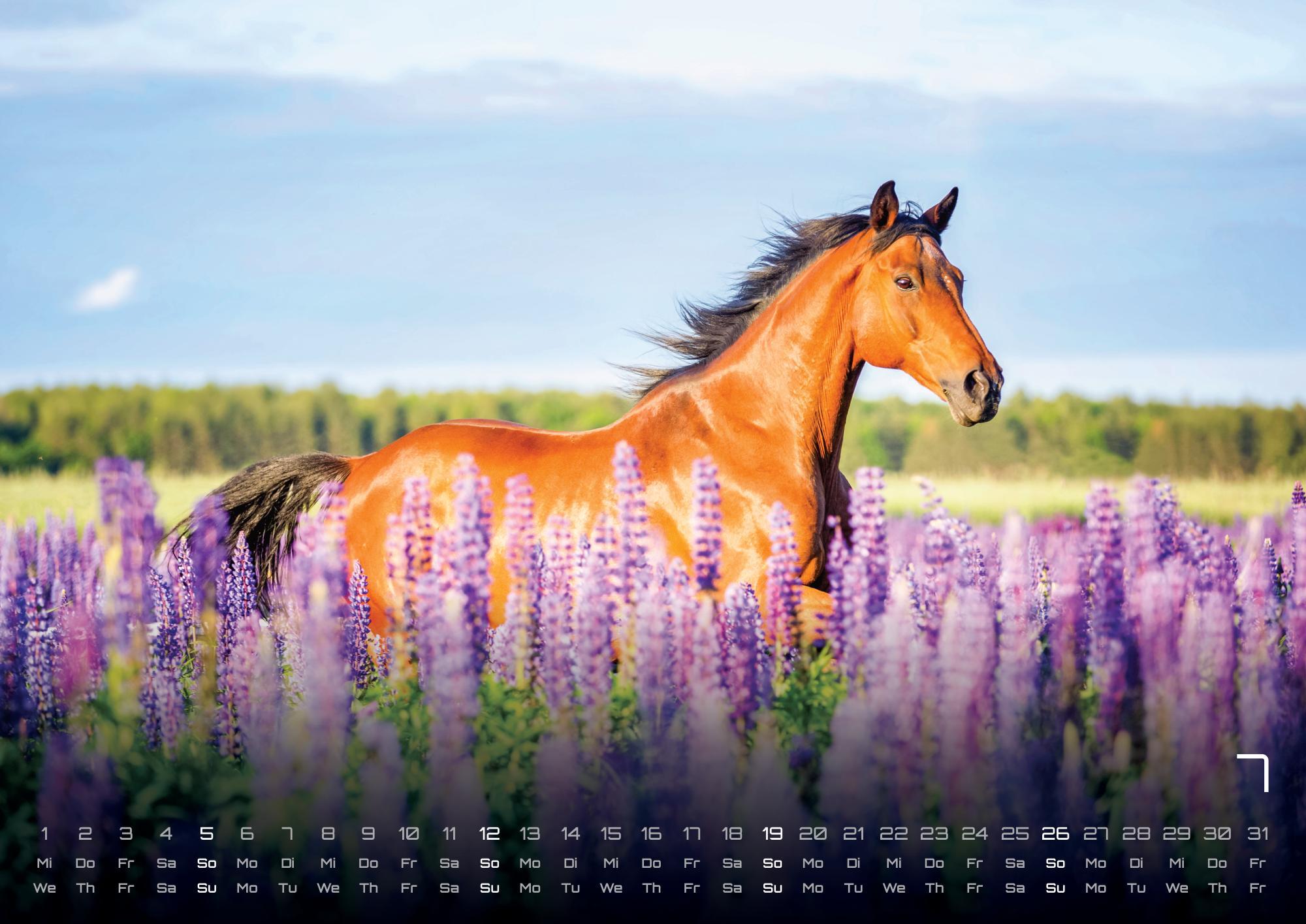 Beispielinhalt (Bild) Pferdegeflüster - Der Pferdekalender - 2026 - Kalender DIN A2