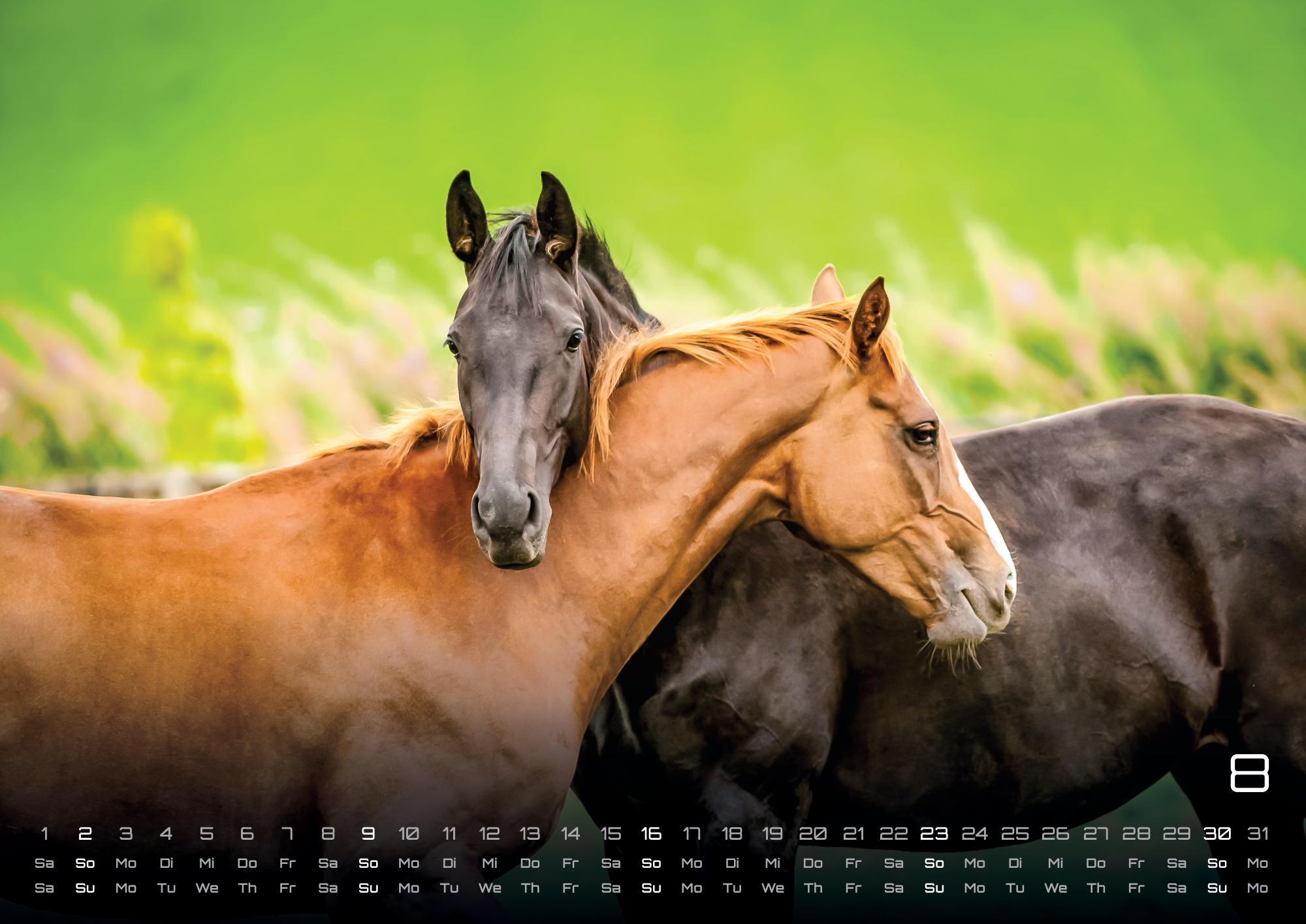 Beispielinhalt (Bild) Pferdegeflüster - Der Pferdekalender - 2026 - Kalender DIN A2