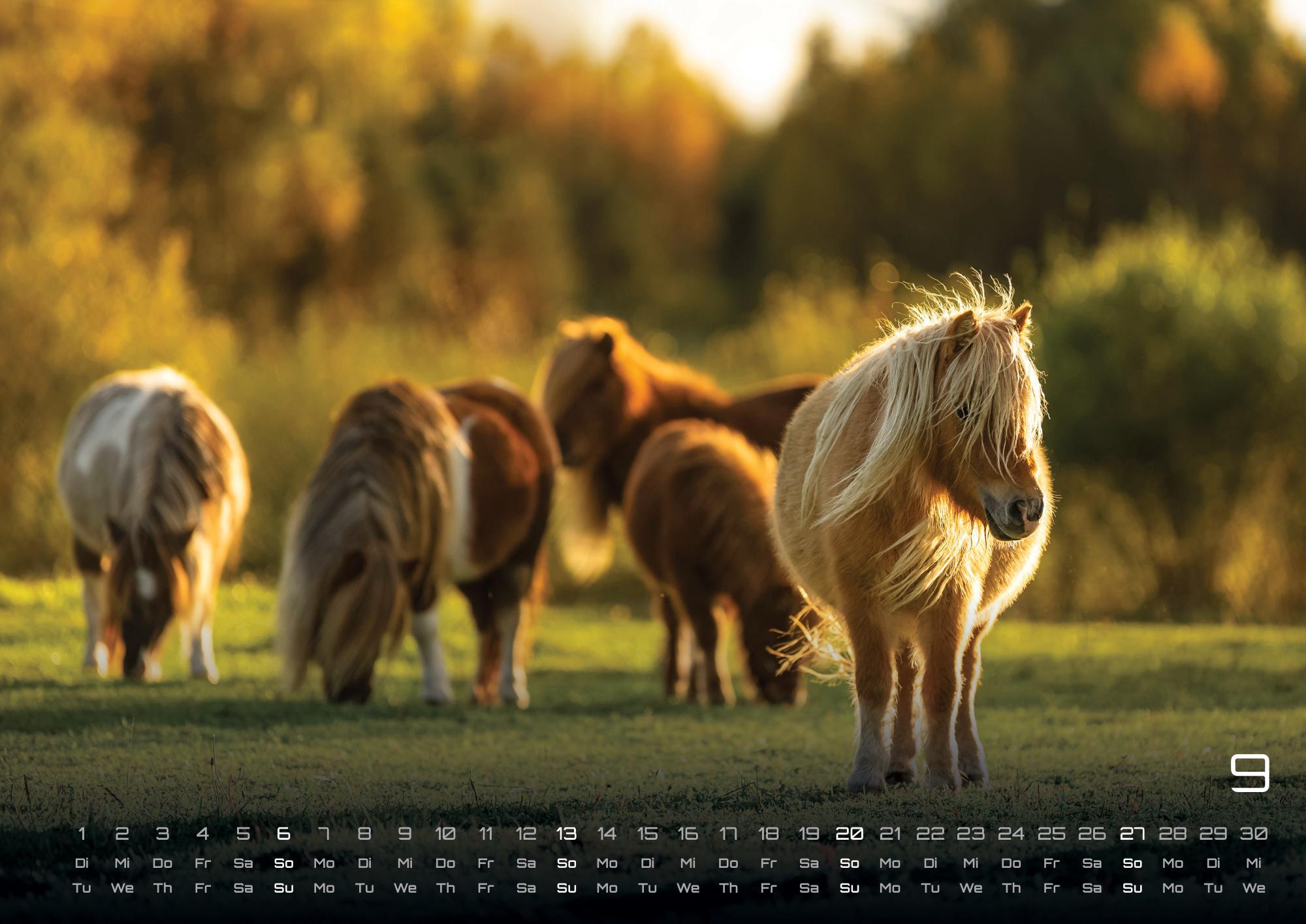 Beispielinhalt (Bild) Pferdegeflüster - Der Pferdekalender - 2026 - Kalender DIN A2