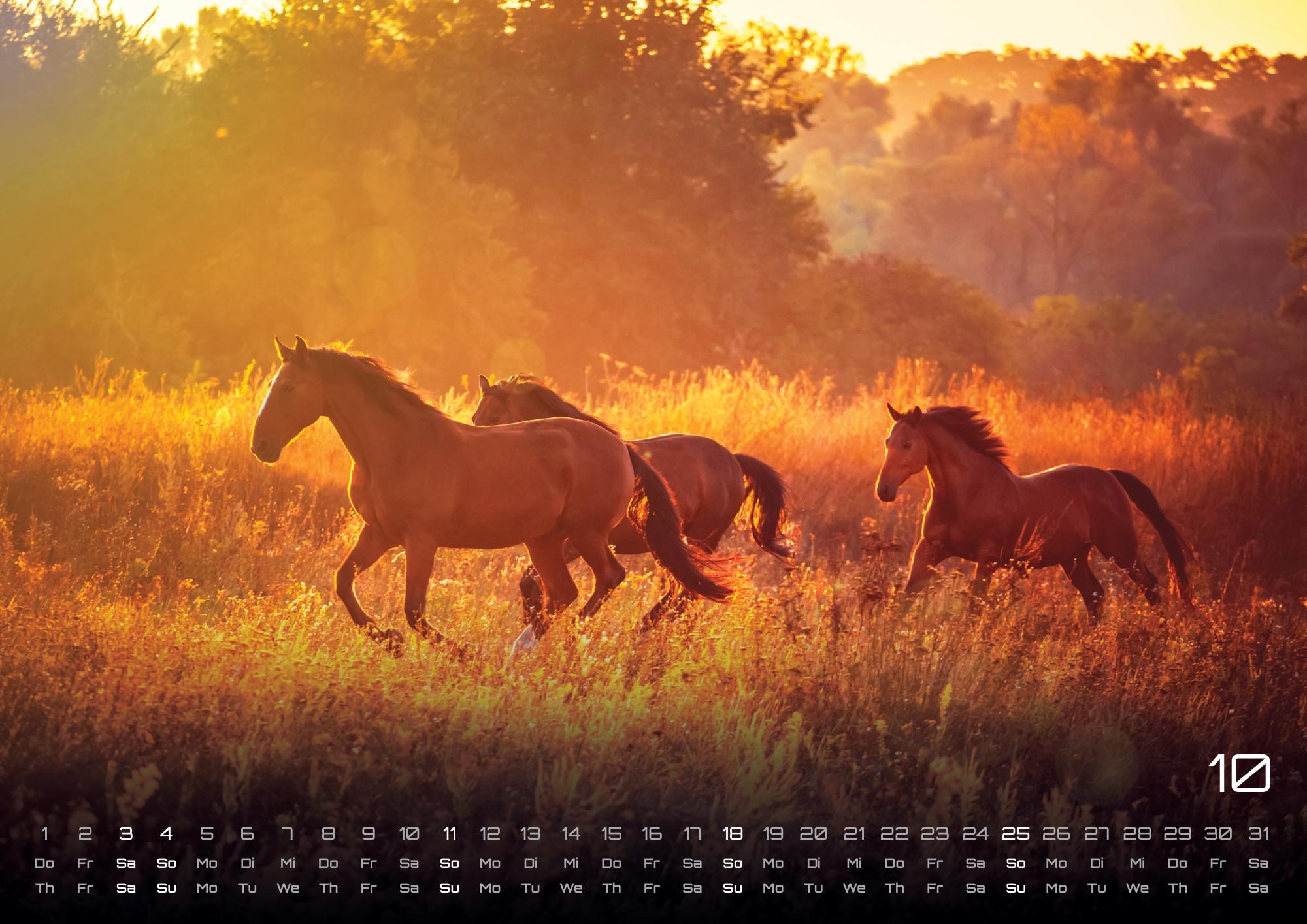 Beispielinhalt (Bild) Pferdegeflüster - Der Pferdekalender - 2026 - Kalender DIN A2
