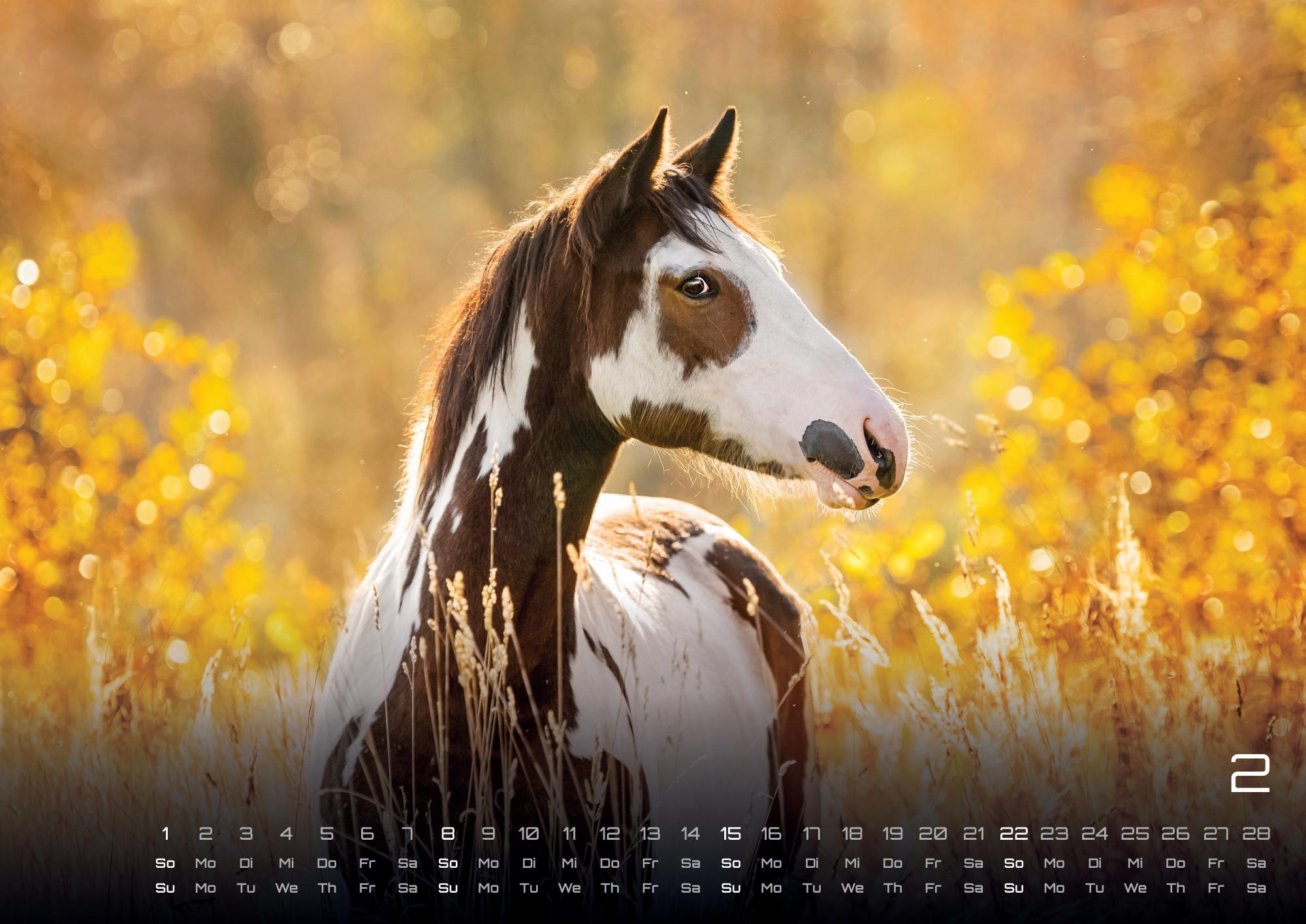 Beispielinhalt (Bild) Pferdegeflüster - Der Pferdekalender - 2026 - Kalender DIN A2