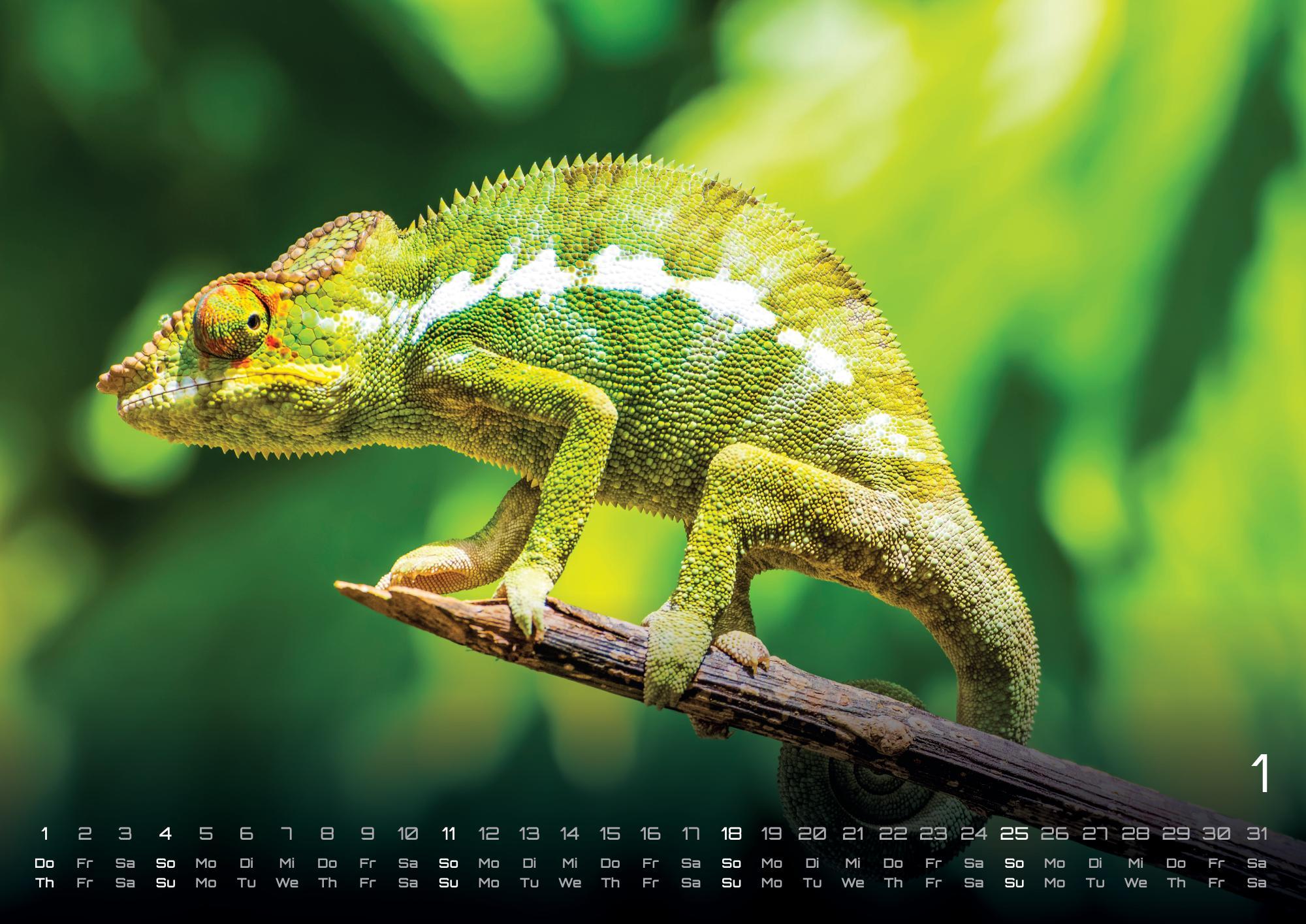 Beispielinhalt (Bild) Afrikas Tierwelt - Der Tierkalender - 2026 - Kalender DIN A3