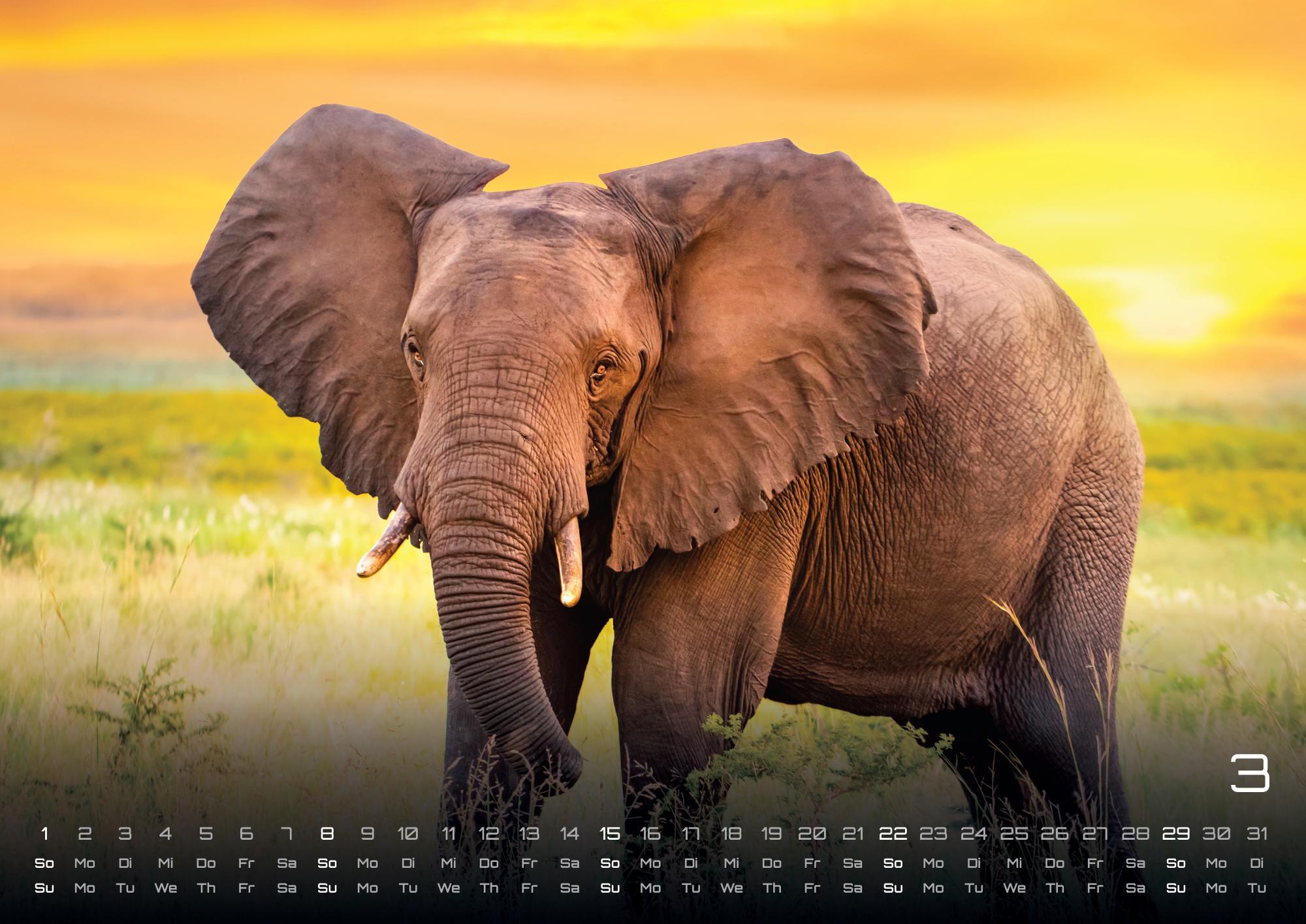 Beispielinhalt (Bild) Afrikas Tierwelt - Der Tierkalender - 2026 - Kalender DIN A3