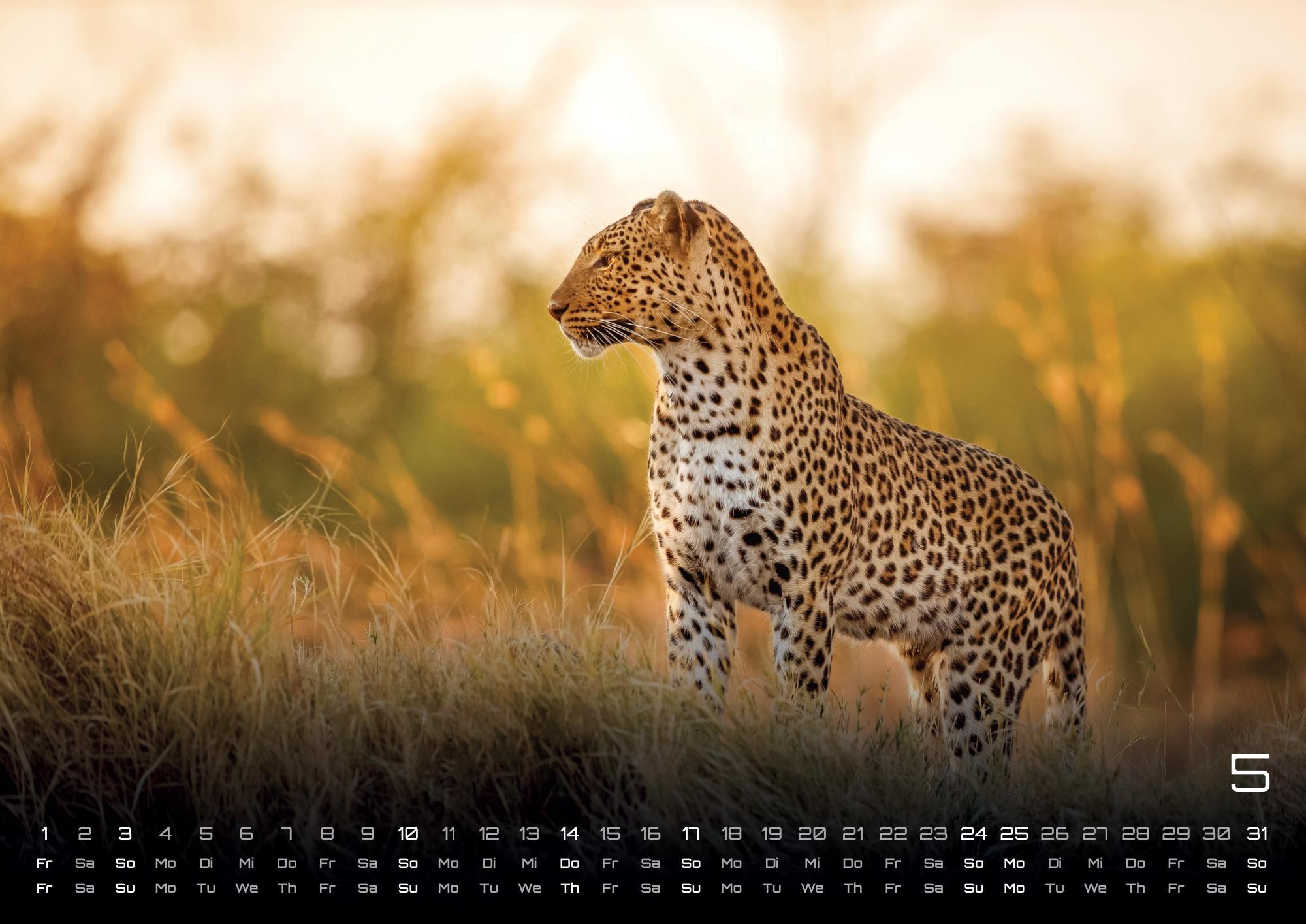 Beispielinhalt (Bild) Afrikas Tierwelt - Der Tierkalender - 2026 - Kalender DIN A3
