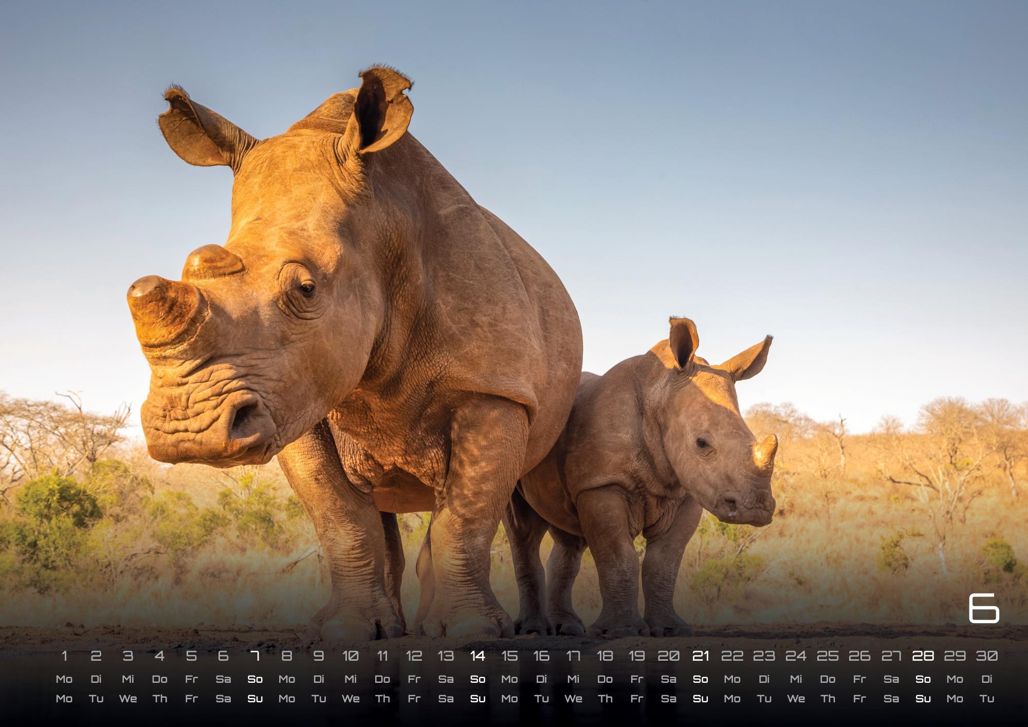 Beispielinhalt (Bild) Afrikas Tierwelt - Der Tierkalender - 2026 - Kalender DIN A3