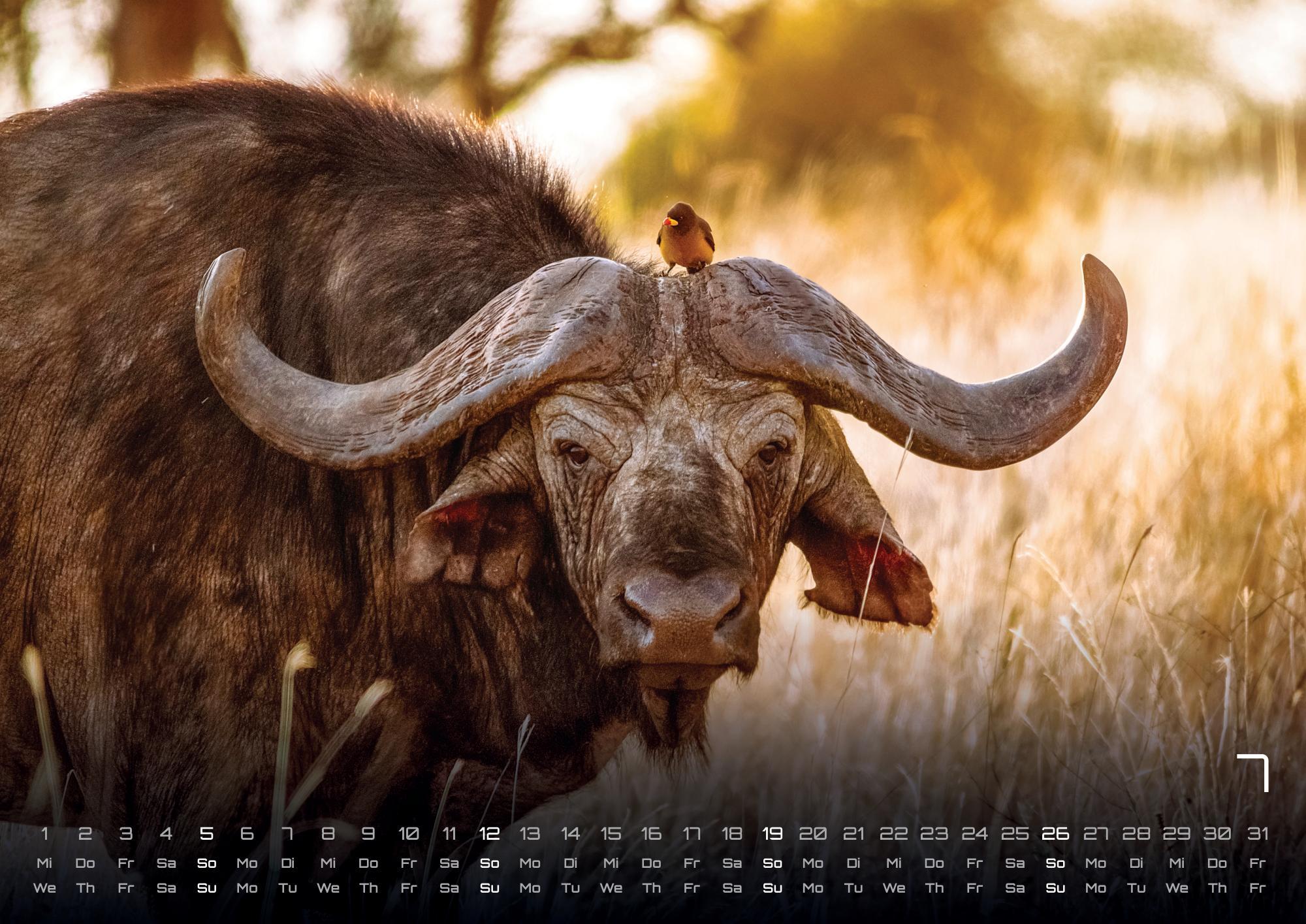 Beispielinhalt (Bild) Afrikas Tierwelt - Der Tierkalender - 2026 - Kalender DIN A3