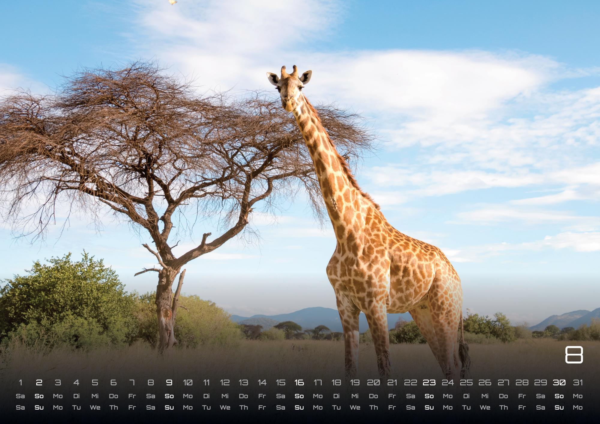 Beispielinhalt (Bild) Afrikas Tierwelt - Der Tierkalender - 2026 - Kalender DIN A3