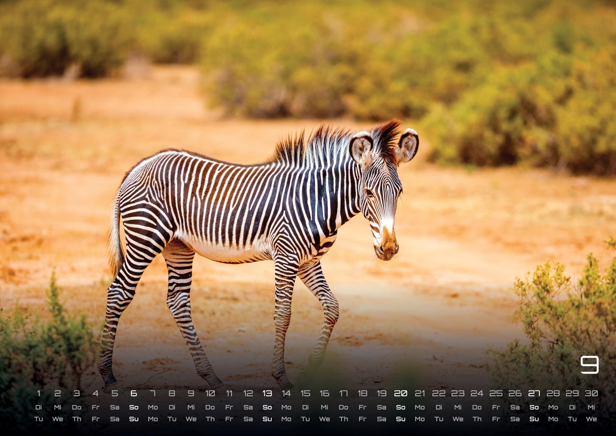 Beispielinhalt (Bild) Afrikas Tierwelt - Der Tierkalender - 2026 - Kalender DIN A3