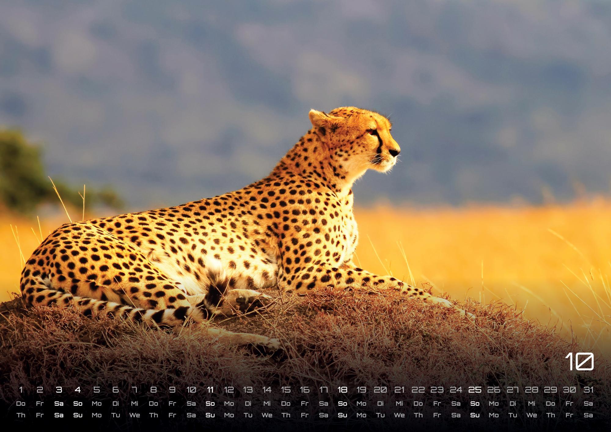 Beispielinhalt (Bild) Afrikas Tierwelt - Der Tierkalender - 2026 - Kalender DIN A3