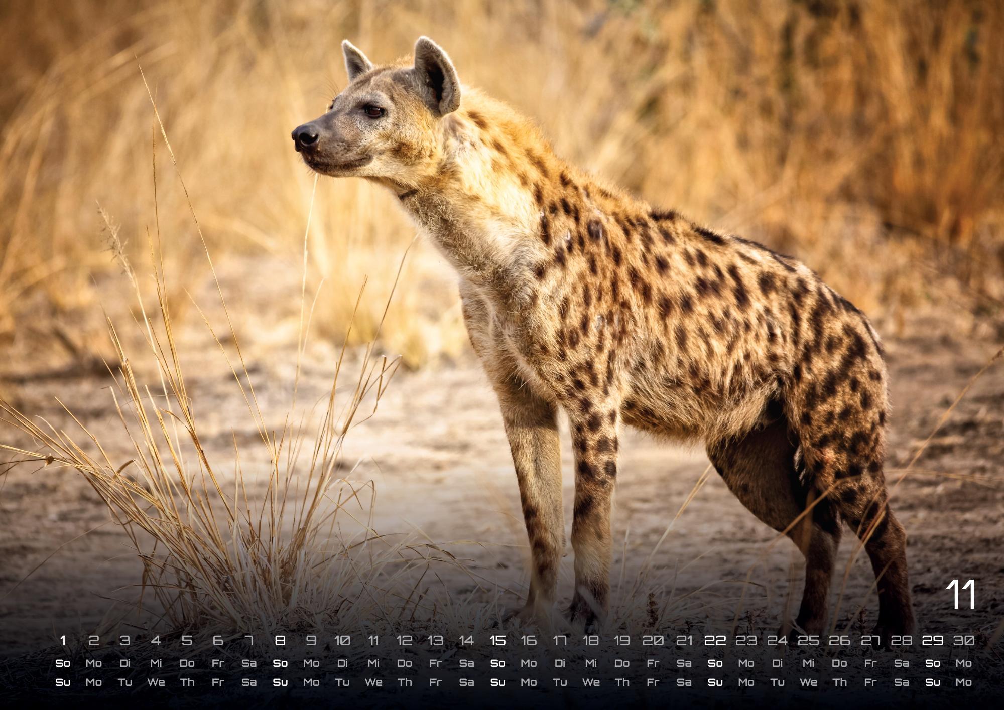 Beispielinhalt (Bild) Afrikas Tierwelt - Der Tierkalender - 2026 - Kalender DIN A3