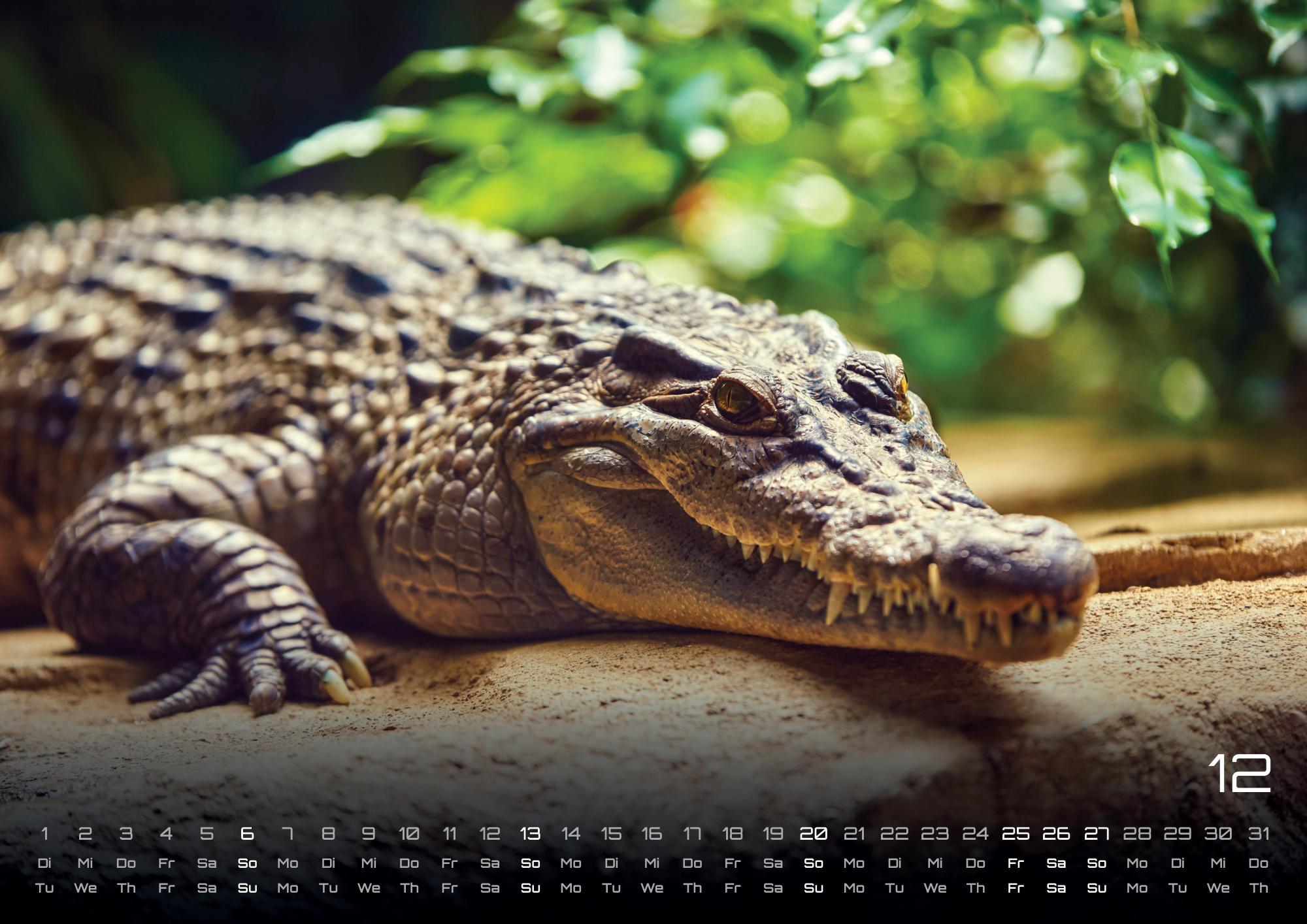 Beispielinhalt (Bild) Afrikas Tierwelt - Der Tierkalender - 2026 - Kalender DIN A3