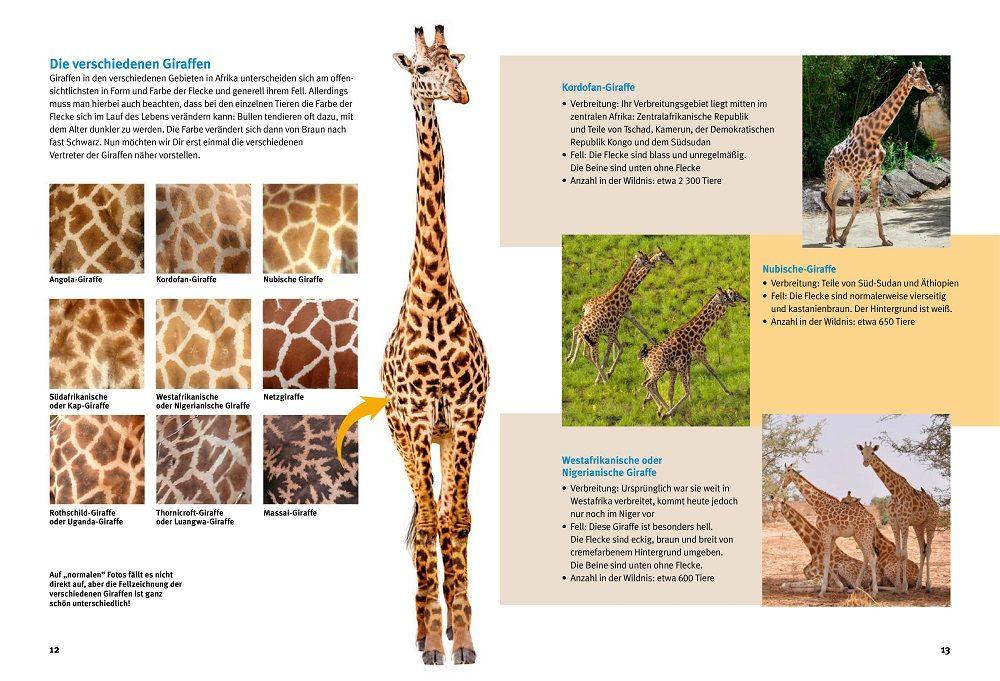 Beispielinhalt (Bild) Entdecke die Giraffen
