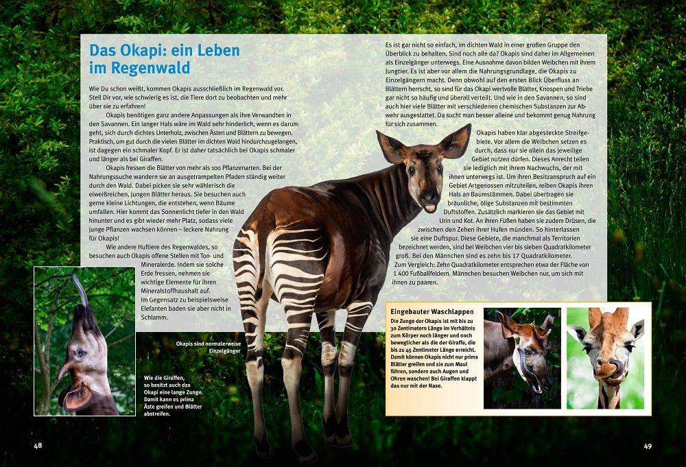 Beispielinhalt (Bild) Entdecke die Giraffen