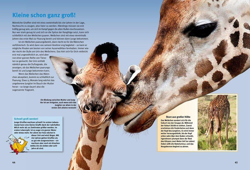 Beispielinhalt (Bild) Entdecke die Giraffen