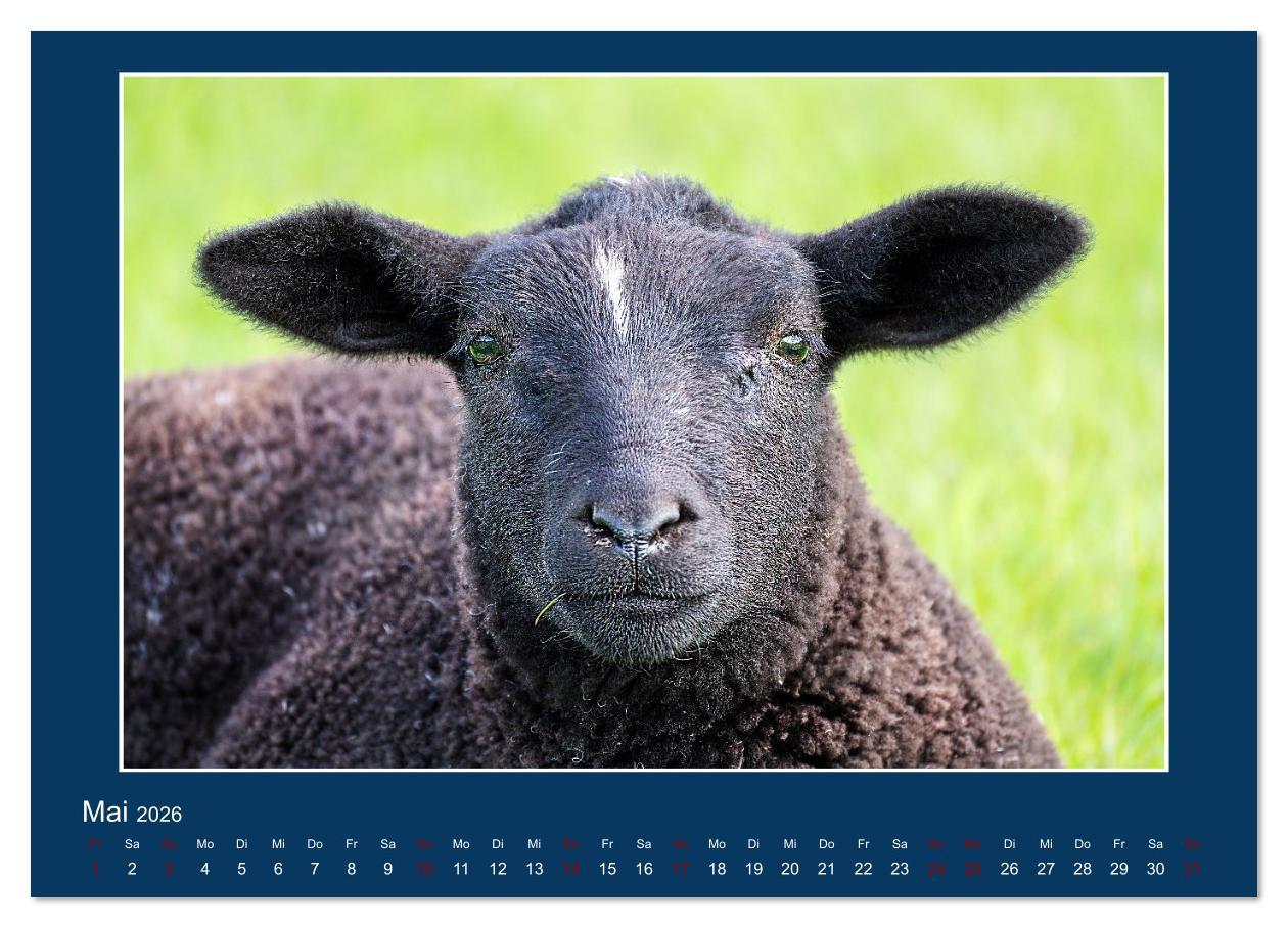 Beispielinhalt (Bild) Dangast. Impressionen eines besonderen Ortes. (Wandkalender 2026 DIN A2 quer), CALVENDO Monatskalender