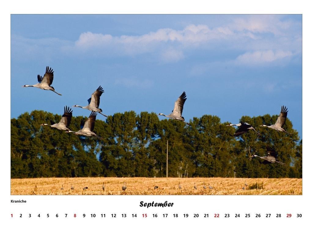 Beispielinhalt (Bild) Fischland - Darß - Zingst Kalender 2026 (groß)