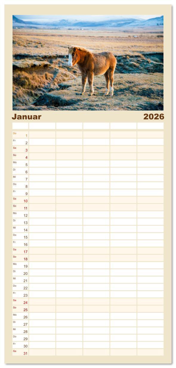 Beispielinhalt (Bild) Familienplaner 2026 - Islandpferde - Die süßen Pferde im Norden. mit 5 Spalten (Wandkalender, 21 x 45 cm) CALVENDO