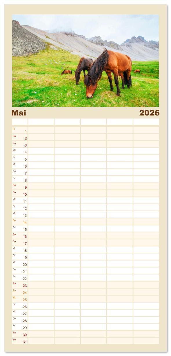 Beispielinhalt (Bild) Familienplaner 2026 - Islandpferde - Die süßen Pferde im Norden. mit 5 Spalten (Wandkalender, 21 x 45 cm) CALVENDO