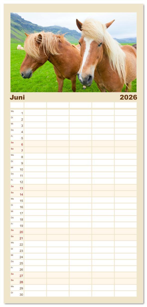 Beispielinhalt (Bild) Familienplaner 2026 - Islandpferde - Die süßen Pferde im Norden. mit 5 Spalten (Wandkalender, 21 x 45 cm) CALVENDO