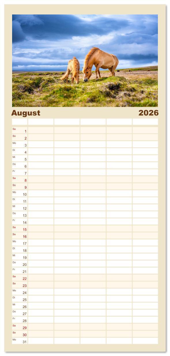 Beispielinhalt (Bild) Familienplaner 2026 - Islandpferde - Die süßen Pferde im Norden. mit 5 Spalten (Wandkalender, 21 x 45 cm) CALVENDO
