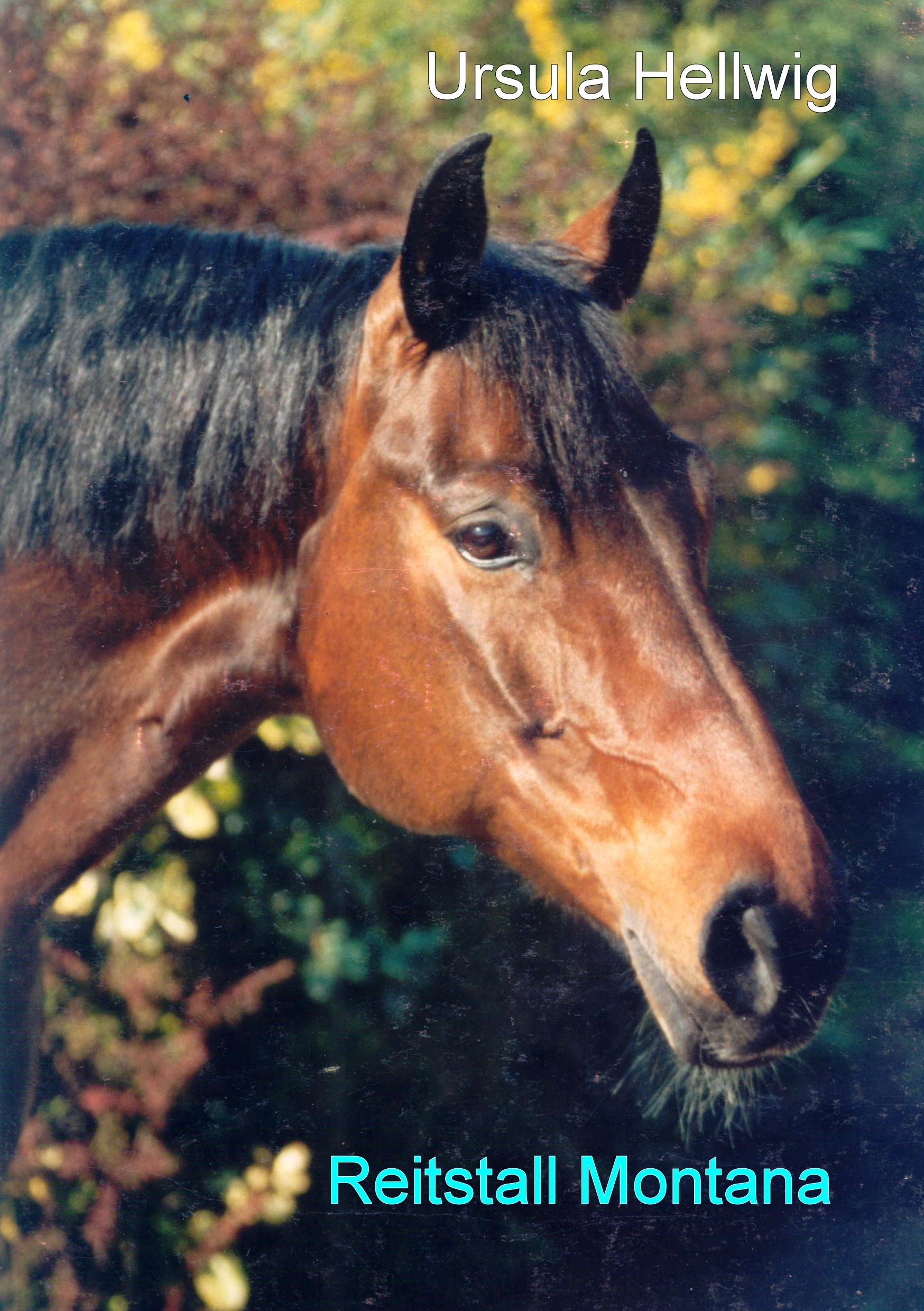 Vorderes Coverbild Reitstall Montana