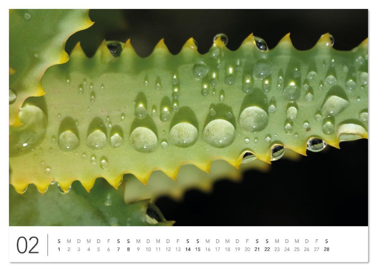Beispielinhalt (Bild) Südafrika Garden Route (hochwertiger Premium Wandkalender 2026 DIN A2 quer), Kunstdruck in Hochglanz