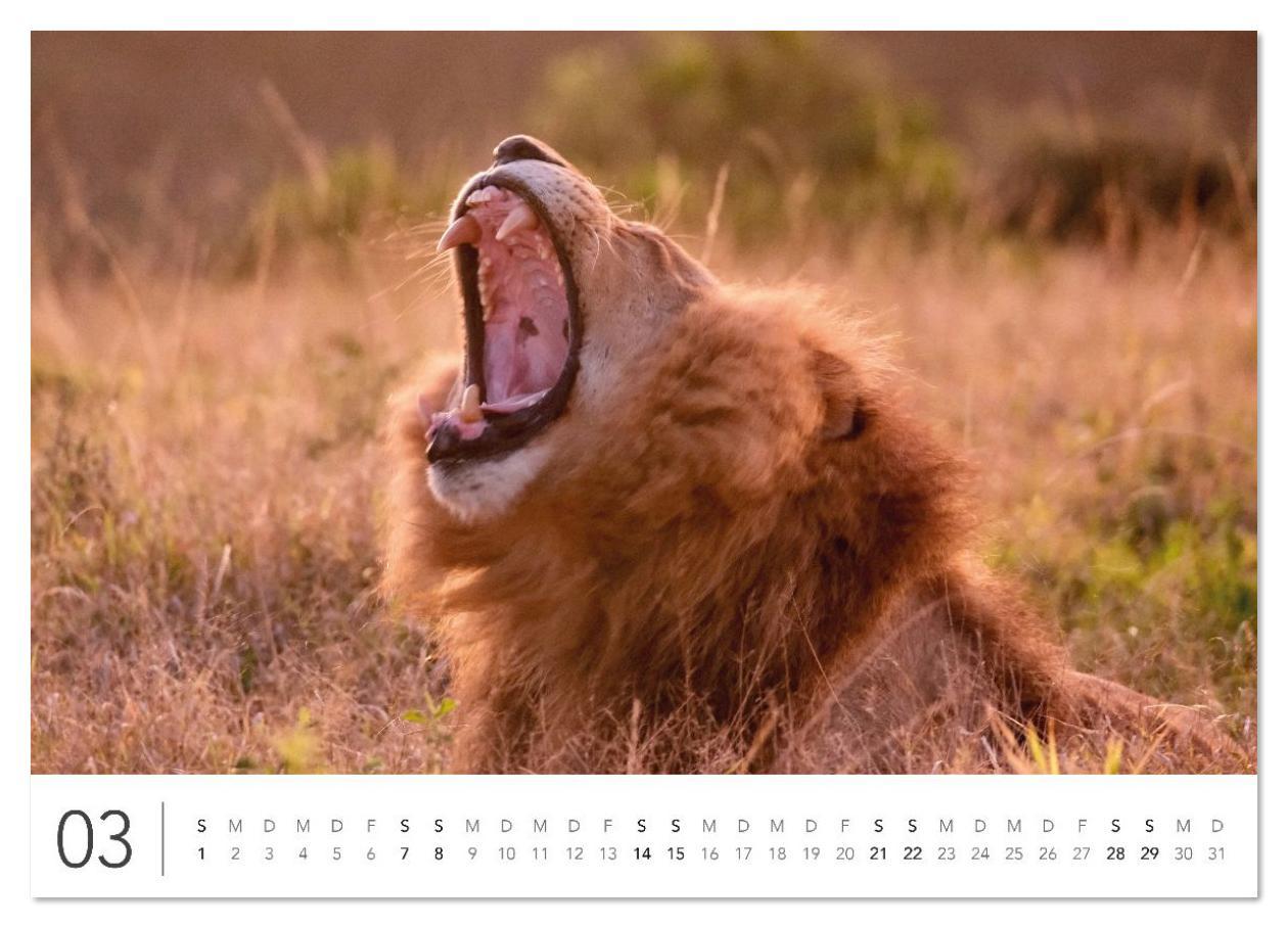 Beispielinhalt (Bild) Südafrika Garden Route (hochwertiger Premium Wandkalender 2026 DIN A2 quer), Kunstdruck in Hochglanz