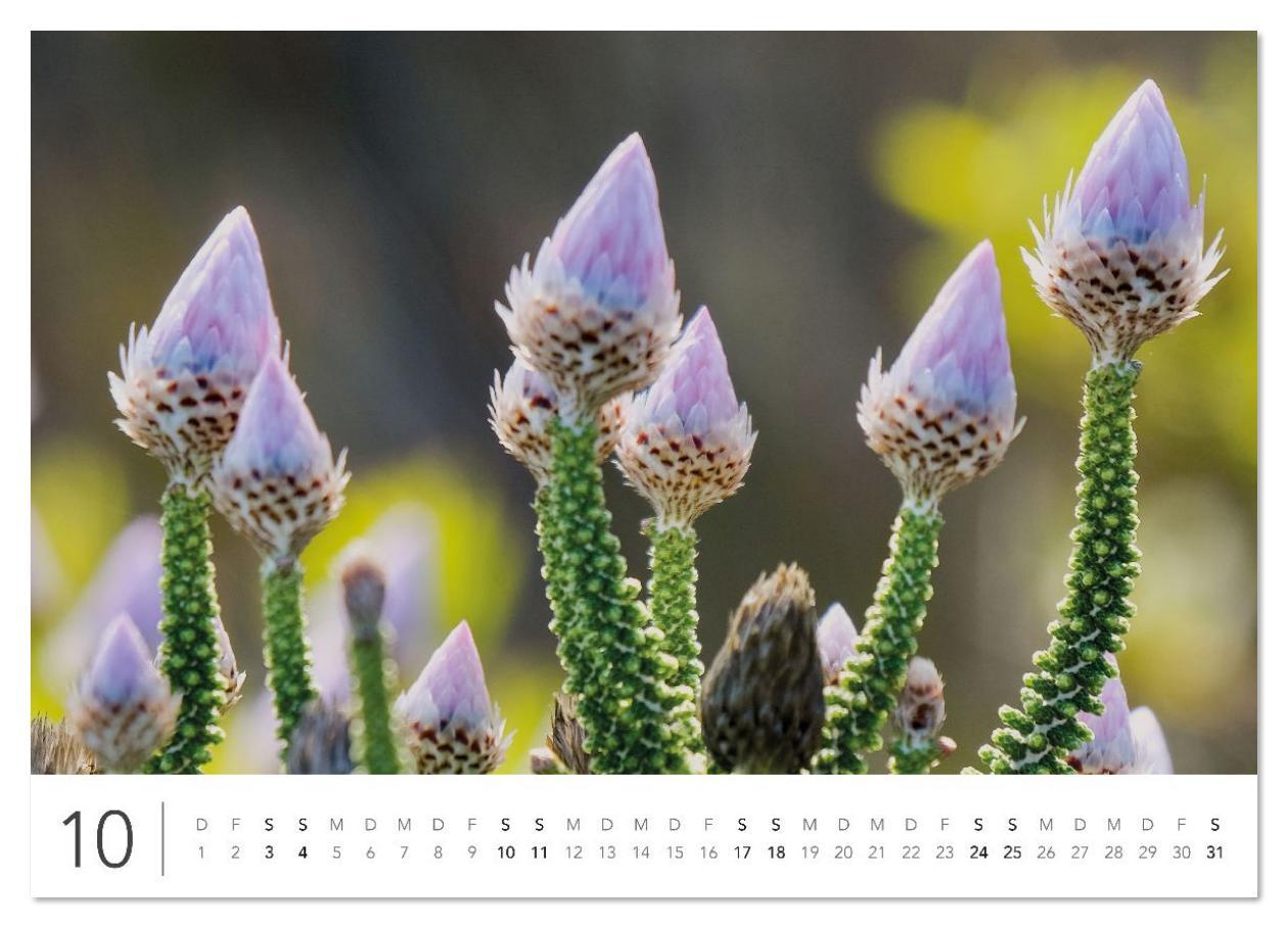 Beispielinhalt (Bild) Südafrika Garden Route (Wandkalender 2026 DIN A4 quer), CALVENDO Monatskalender