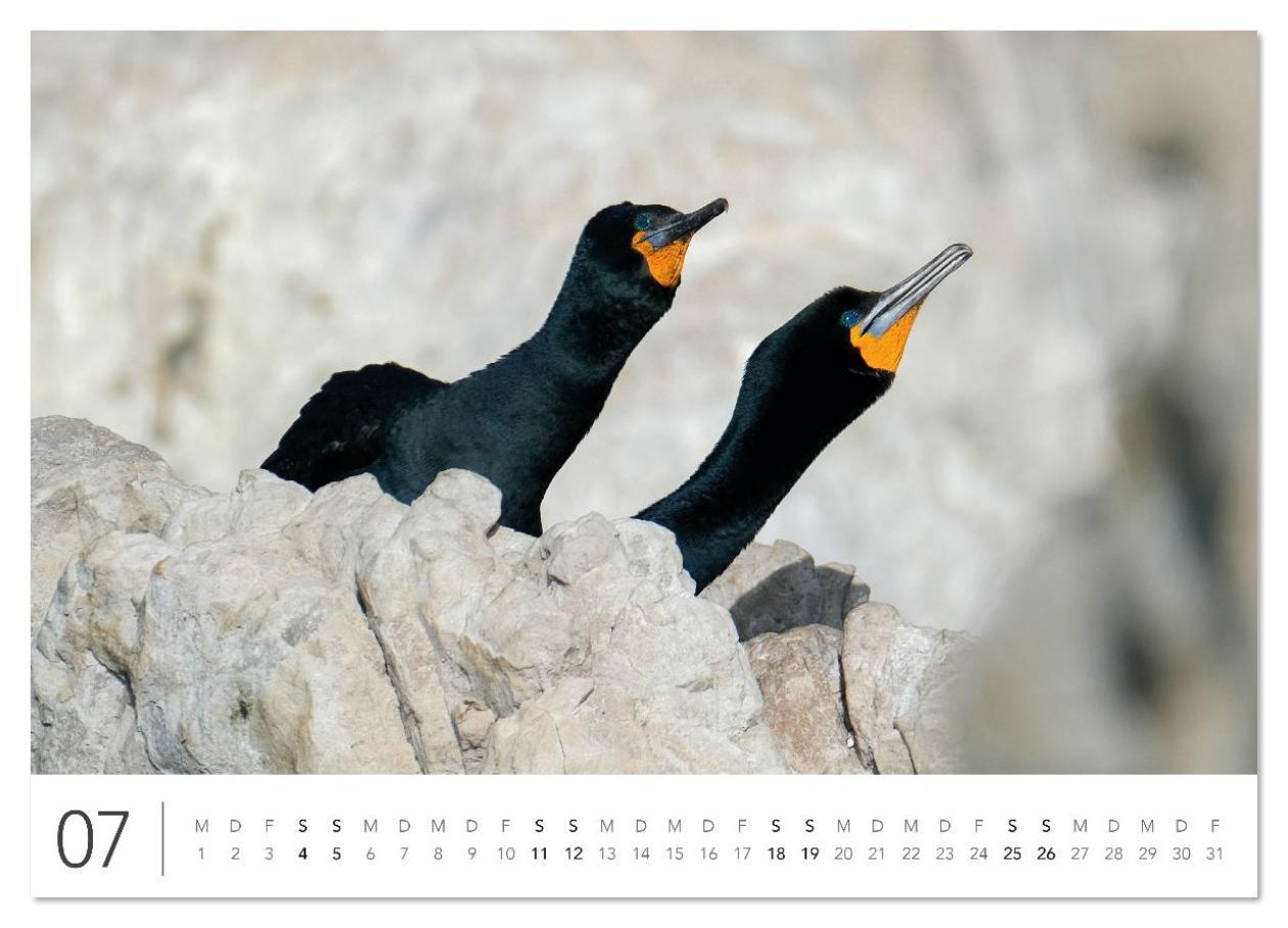 Beispielinhalt (Bild) Südafrika Garden Route (Wandkalender 2026 DIN A4 quer), CALVENDO Monatskalender