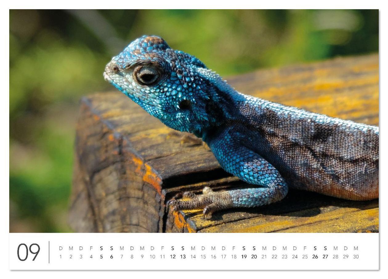 Beispielinhalt (Bild) Südafrika Garden Route (Wandkalender 2026 DIN A4 quer), CALVENDO Monatskalender